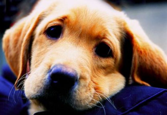 DECLARAȚIA UNIVERSALĂ A DREPTURILOR ANIMALELOR