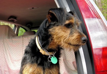 Normele de transport animale în interiorul UE vor fi revizuite