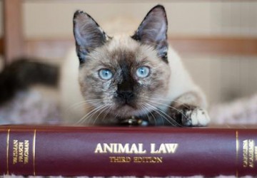 Un îndemn către Partidul PAS să fie fermi în intenția unei legi pentru protecția animalelor